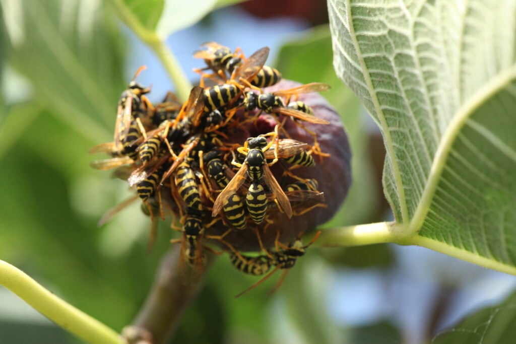 A group of wasps pollinating a fig