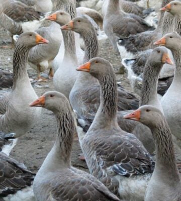 Numerous geese on a traditional goose farm, some of which produce foie gras