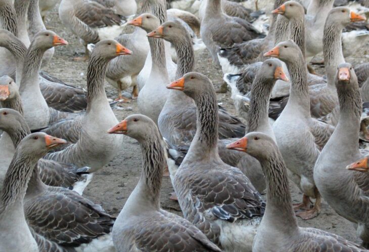 Numerous geese on a traditional goose farm, some of which produce foie gras