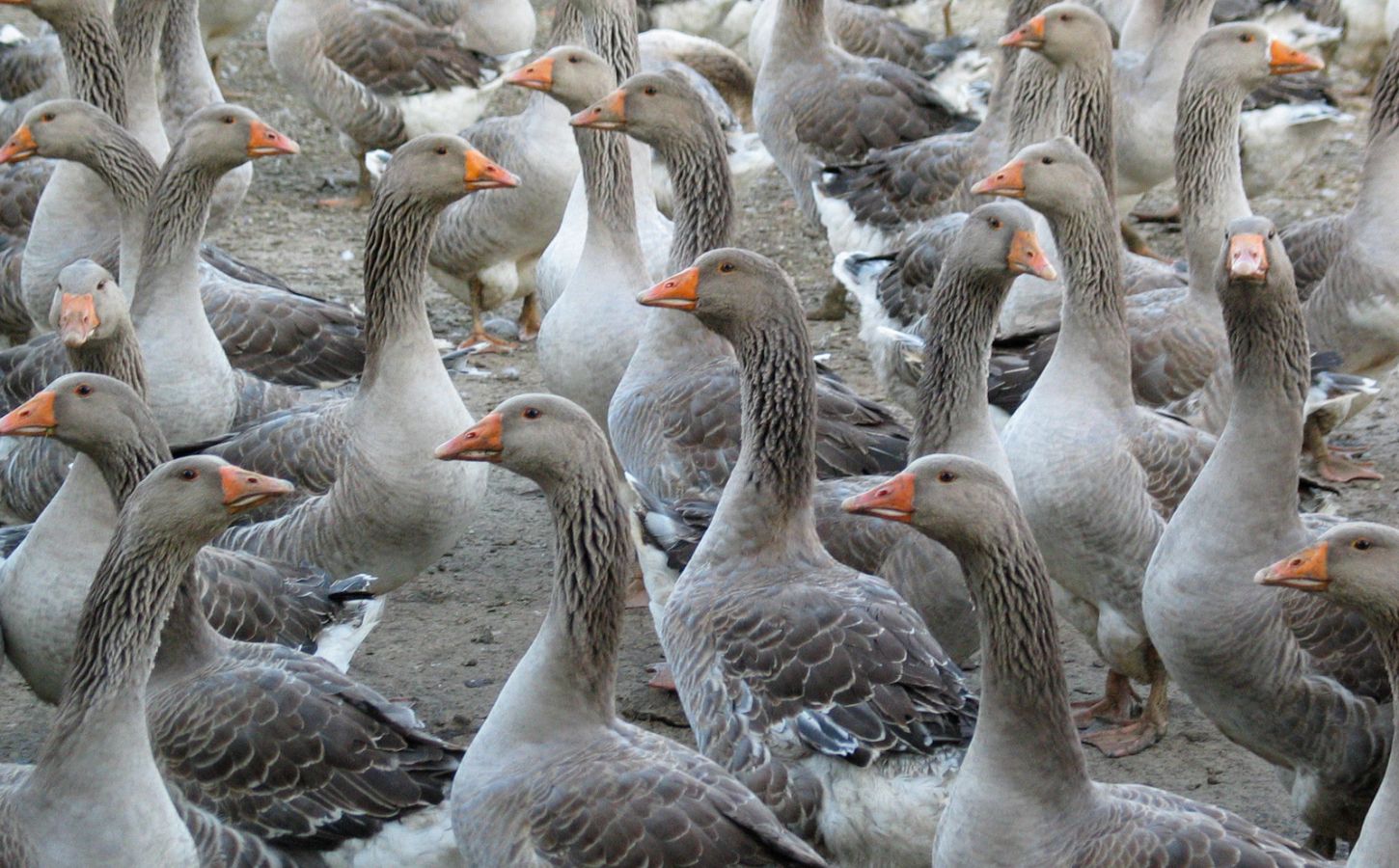 Numerous geese on a traditional goose farm, some of which produce foie gras