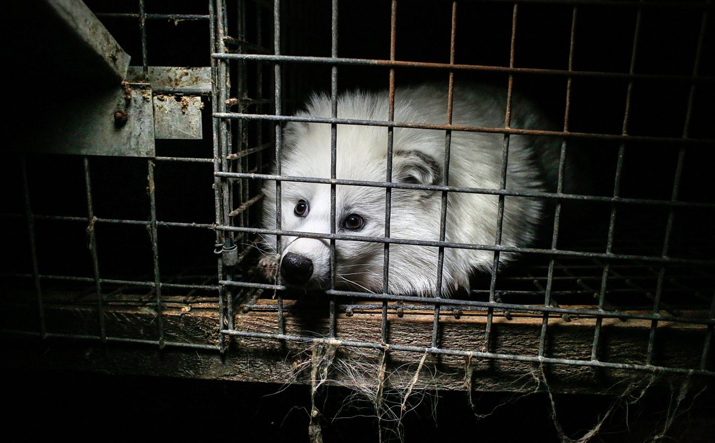A solitary white raccoon dog cowering in a tiny and dark wire cage on a fur farm