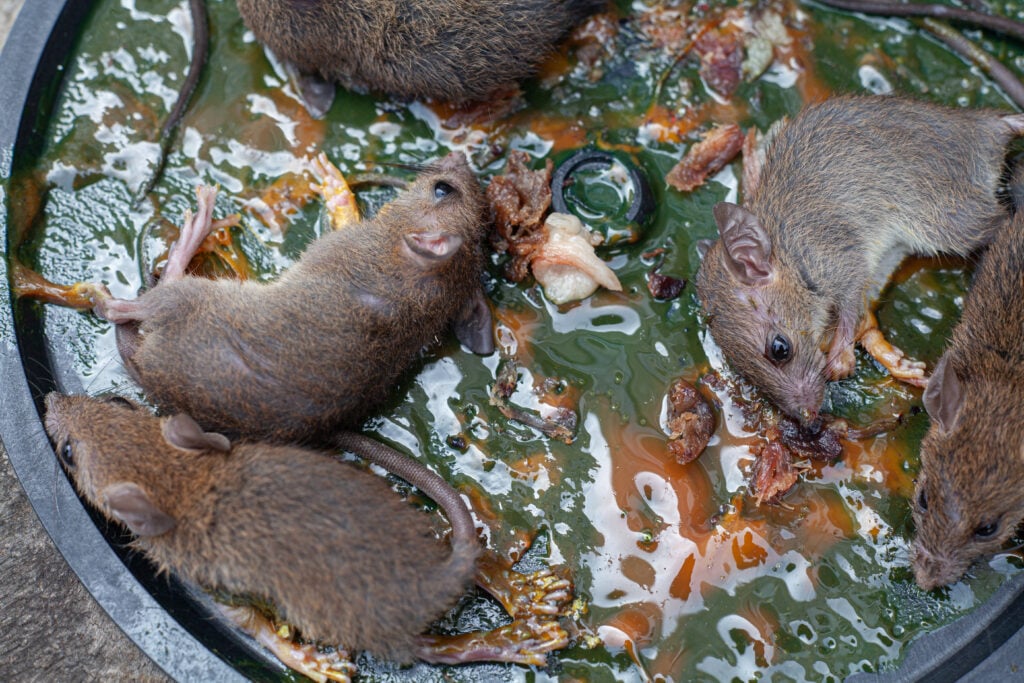 Rats trapped in a glue trap