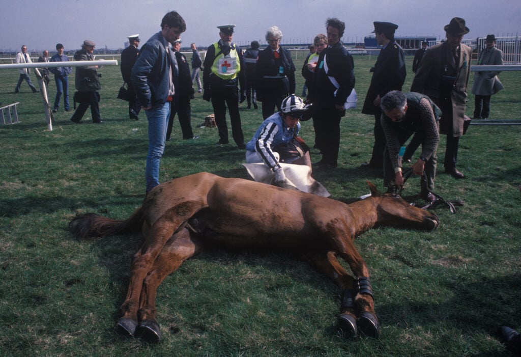 A horse lies dead on the floor at the Aintree Grand National