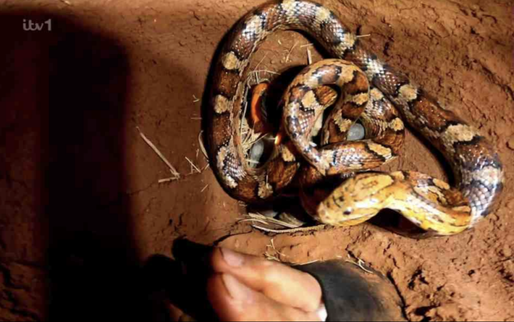 A snake being used in a Bushtucker Trial in I'm A Celeb