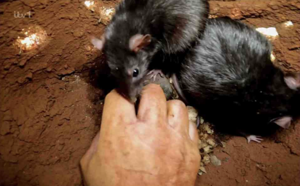 Rats used in a Bushtucker Trial in I'm A Celebrity... Get Me Out Of Here!