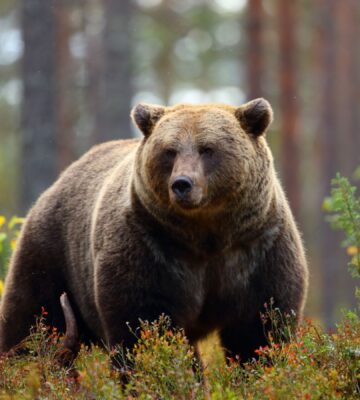 An adult brown bear stood in a forest
