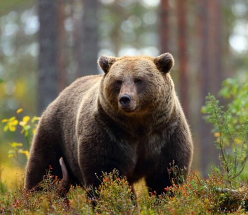 An adult brown bear stood in a forest