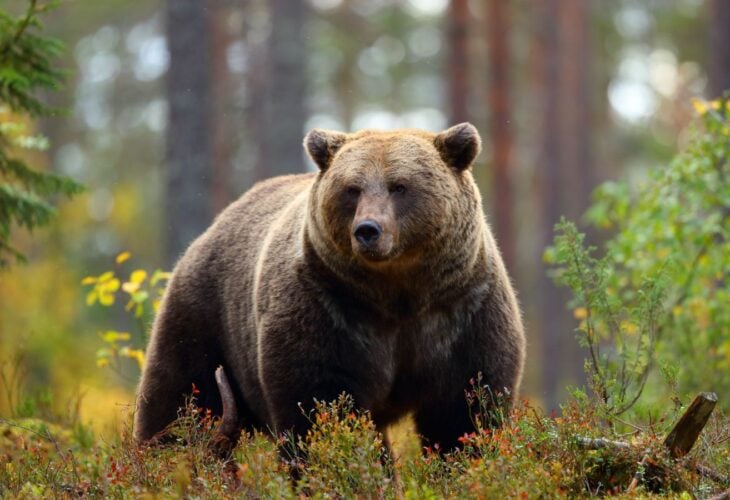 An adult brown bear stood in a forest