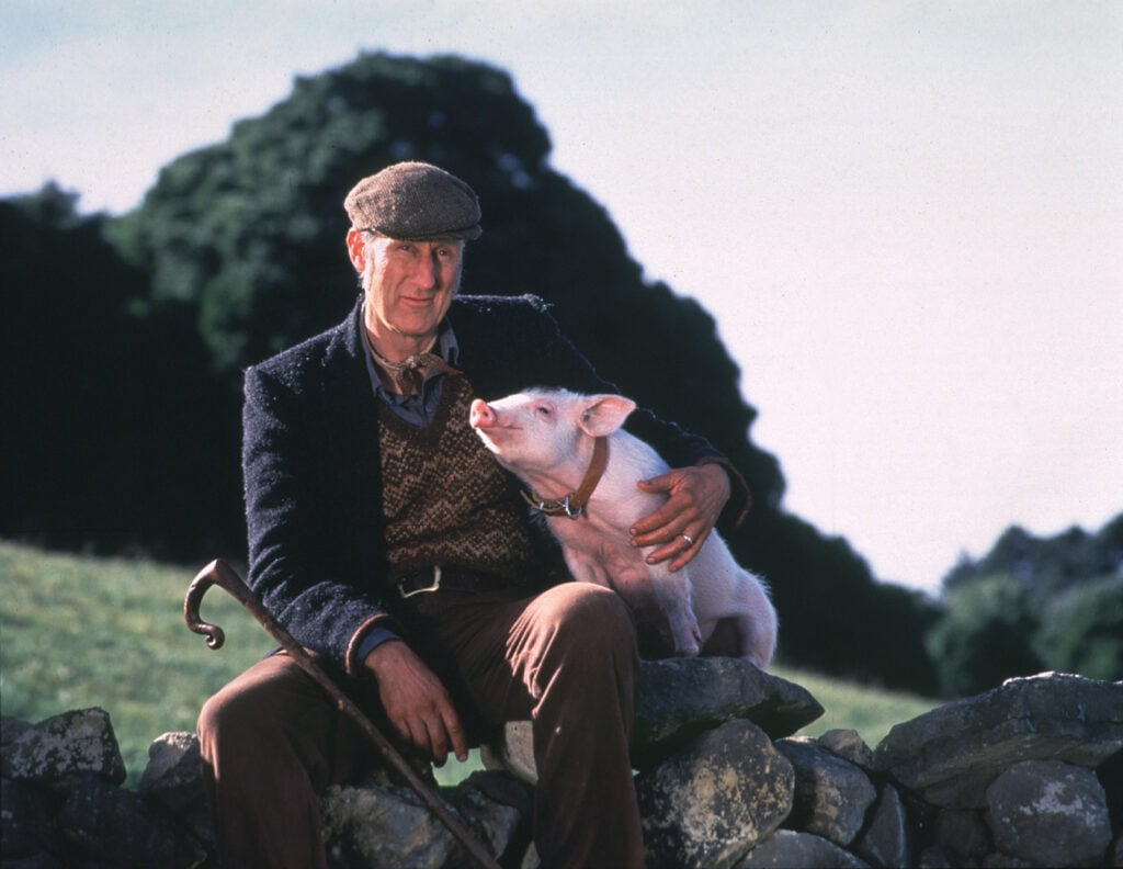 Film Still from "Babe" with James Cromwell and Babe the sheep pig