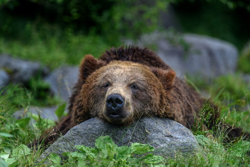 A bear resting their head on a rock in Japan