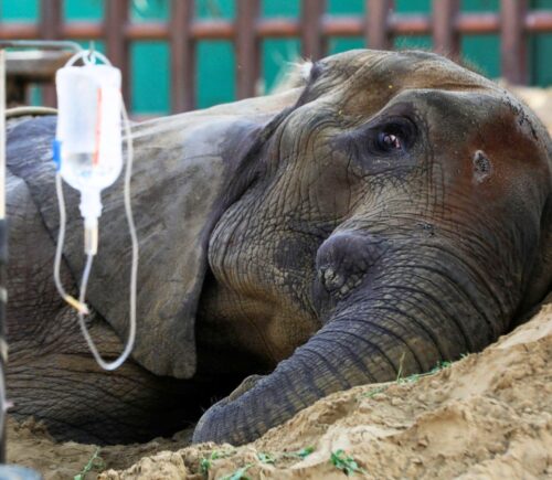 Noor Jahan, an elephant at Karachi Zoo, rests on a sand pile as she is cared for