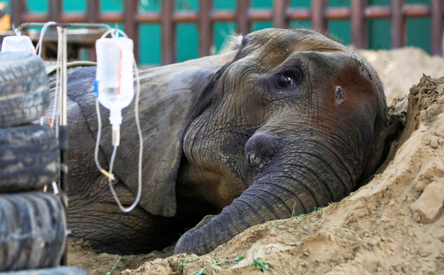 Noor Jahan, an elephant at Karachi Zoo, rests on a sand pile as she is cared for