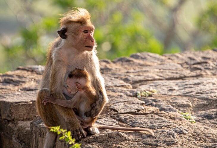 A mother toque macaque monkey cradles her baby