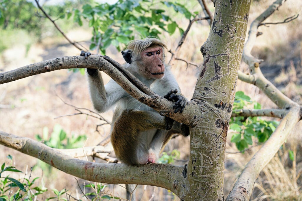 Adult Toque macaque, sitting in a tree - Macaca sinica is an Old World monkey endemic to Sri Lanka