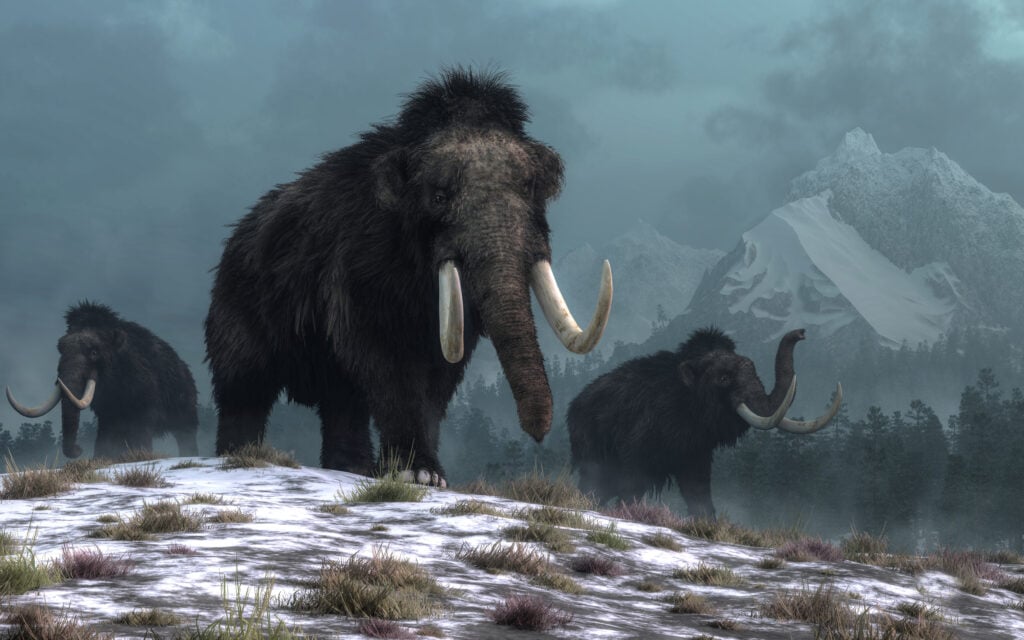 An artist image of three mammoths roaming round snowy mountains