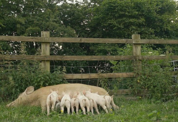 Matilda the pig and her piglets after escaping from a farm