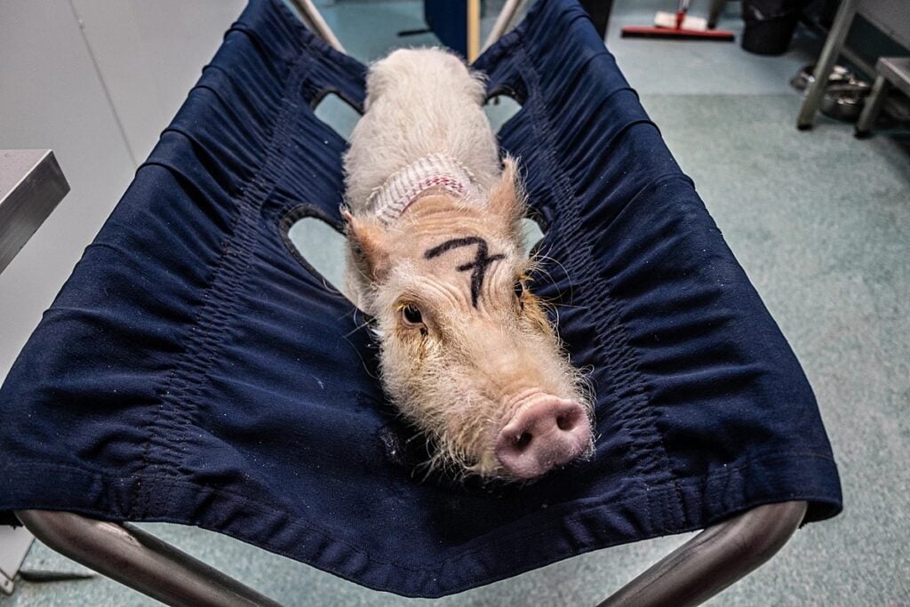 A pig used in military animal tests