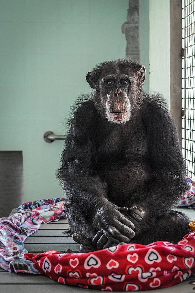 A rescued chimp, previously used for science experiments, sits in a nest made from blankets