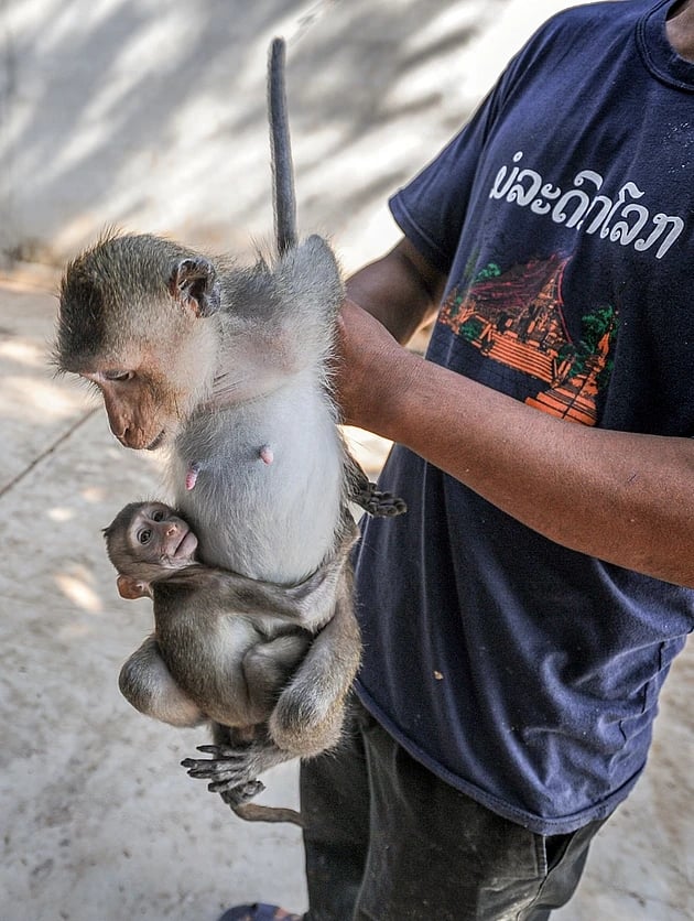 A monkey and her baby being held by a worker at a macaque breeding facility
