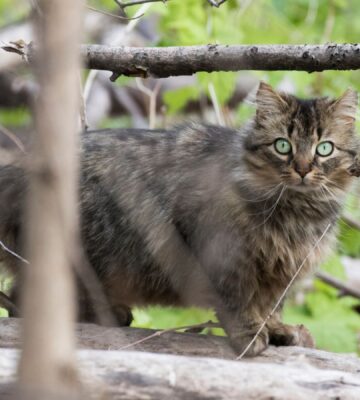A feral cat kitten with striking eyes stood on a branch