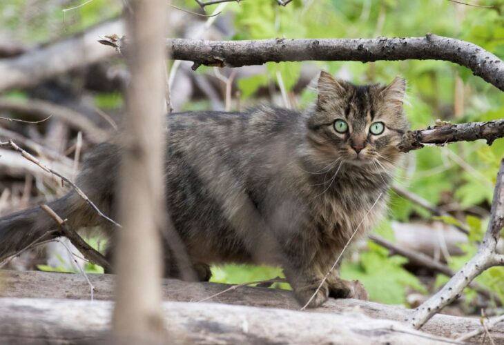 A feral cat kitten with striking eyes stood on a branch