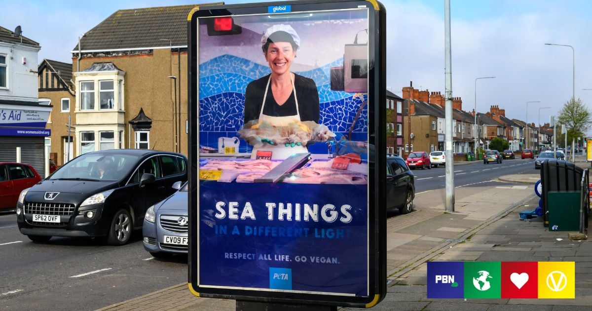 Is Eating Fish The Same As Eating Cats? New Billboard Campaign Sparks ...