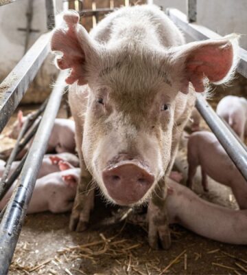 A female pig in a farrowing crate next to her piglets, who are being raised for meat in the food system