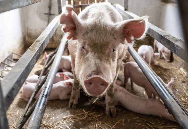 A female pig in a farrowing crate next to her piglets, who are being raised for meat in the food system
