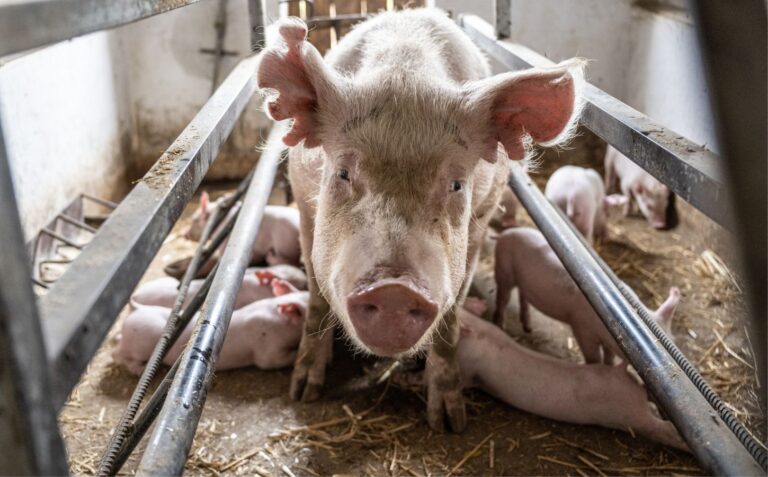 Eating Pigs The Ethical Costs Of Ham Pork And Bacon   Plant Based News Pig Farming 768x477 