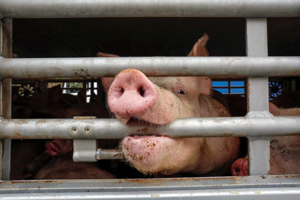 A pig biting a bar of a meat slaughter truck