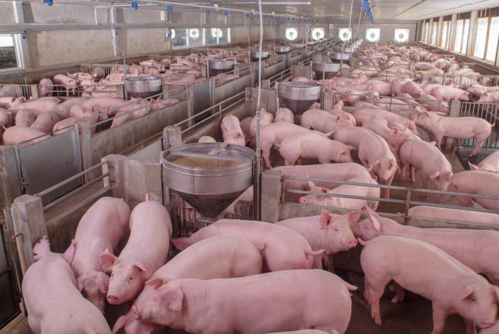Pigs in an intensive factory farm being raised for meat in poor conditions