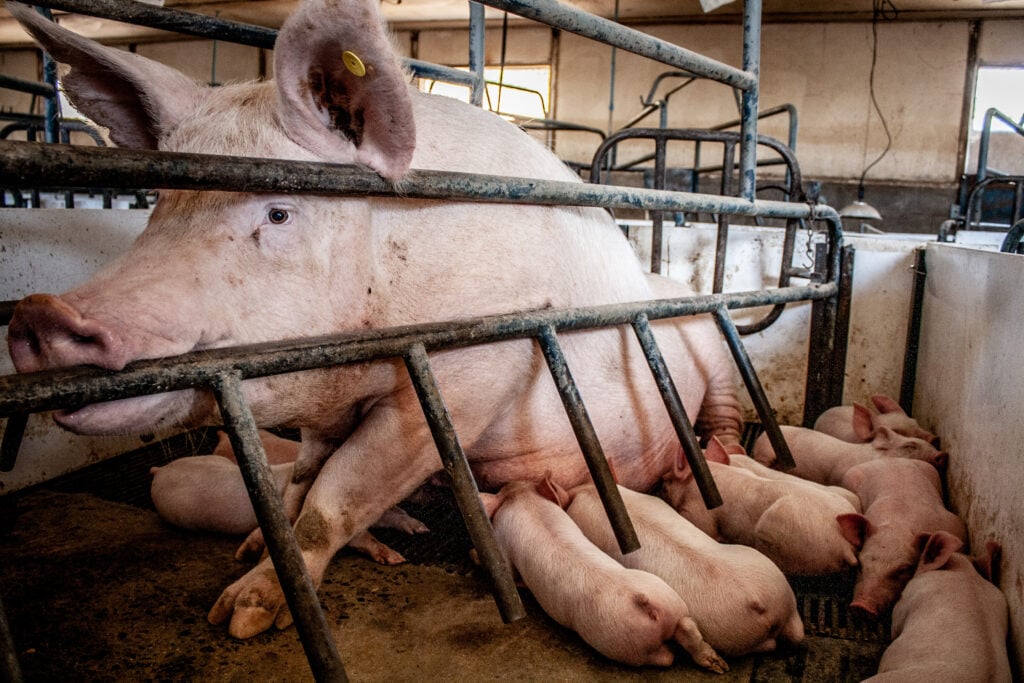 A pig in a farrowing crate next to her piglets, all of whom are being raised for meat in the food system