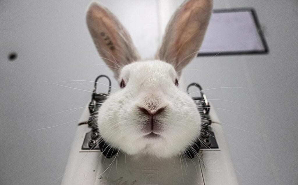 A rabbit immobilized in a restraint before having her ears mutilated in an animal test