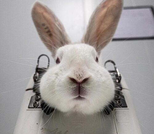 A rabbit immobilized in a restraint before having her ears mutilated in an animal test