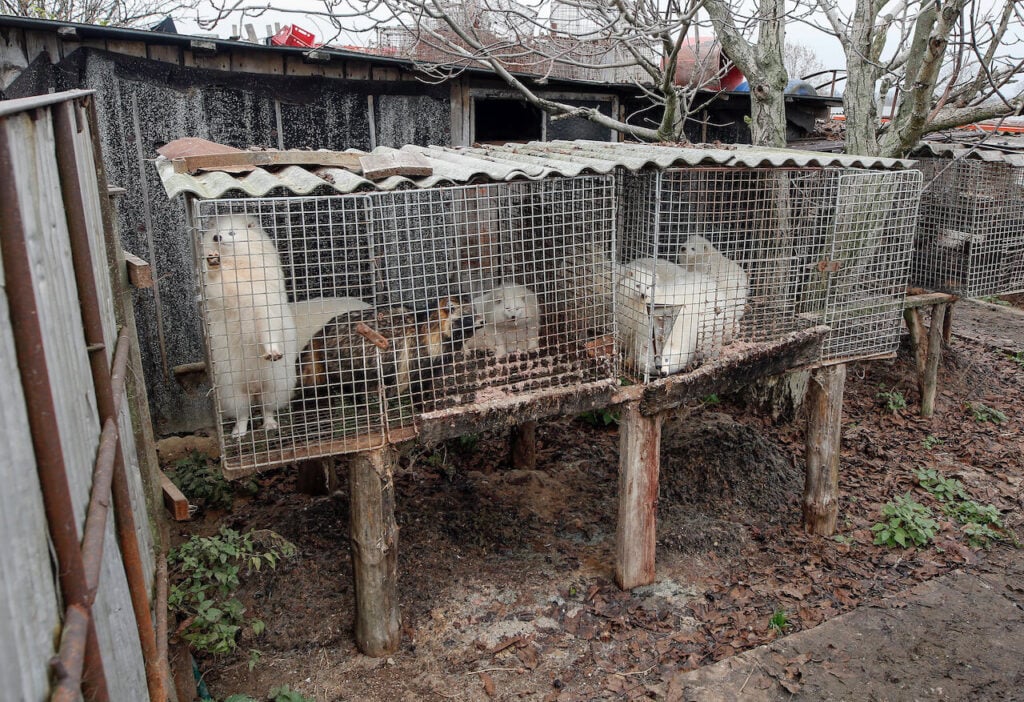 Raccoon dogs in small unsanitary metal cages on a fur farm