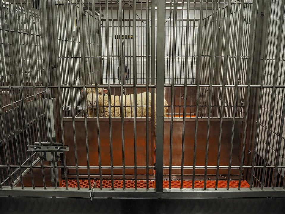 A sheep behind bars at an animal research facility