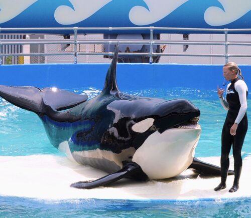 Tokitae the orca performing at Miami Seaquarium before her retirement