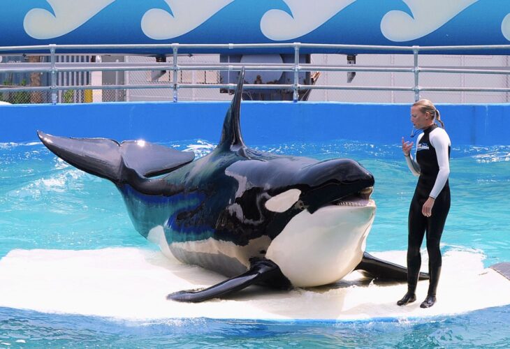 Tokitae the orca performing at Miami Seaquarium before her retirement