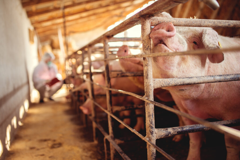 Pigs in crates on a factory farm