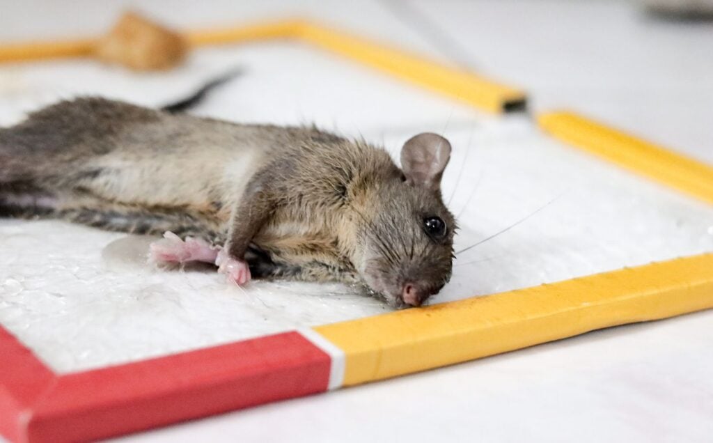 A rat trapped in a glue trap, which are now banned in West Hollywood