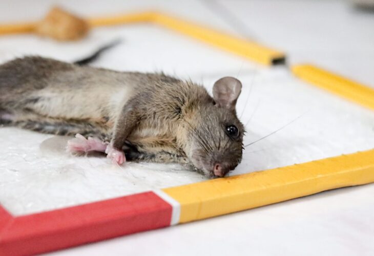 A rat trapped in a glue trap, which are now banned in West Hollywood