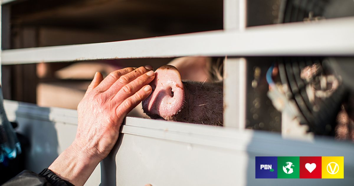 Australia’s New Farm Trespass Law A ‘Smokescreen’ To Criminalize Animal