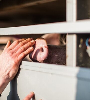 A pig on their way to slaughter nuzzles the hand of an activist through the side of a transport truck
