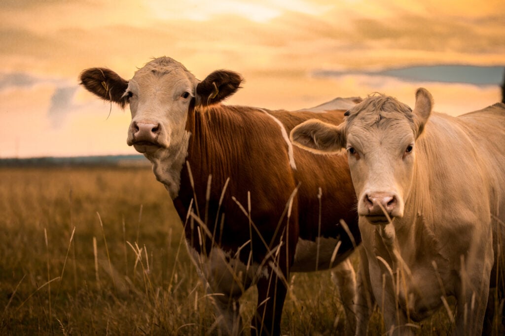 Two farmed cows in a field in front of a sunset