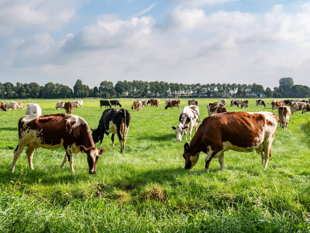 Farmed cows grazing in a field that could be reclaimed and rewilded