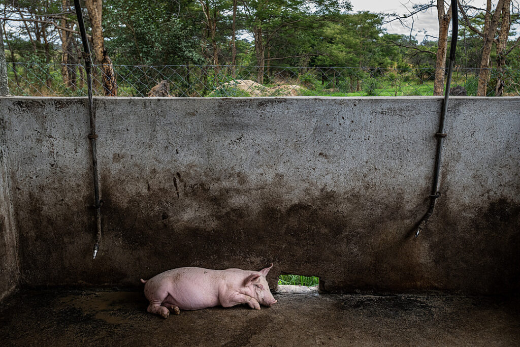 A pig lies on the ground at a meat farm in poor conditions