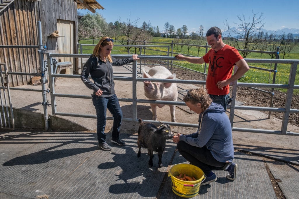 Claudia and Beat Troxler watch as Sarah Heiligtag feeds carrots to one of the goat and one of the pig residents at Lebenshof Aurelio, in Lucerne, Switzerland. With the help of Sarah Heiligtag, Lebenshof Aurelio was able to transform from a dairy and pig farm to a vegan farm and sanctuary. Lebenshof Aurelio, Buron, Lucerne, Switzerland, 2022. Sabina Diethelm / We Animals Media