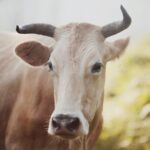 A cow on an animal farm