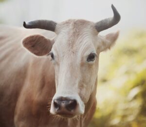 A cow on an animal farm