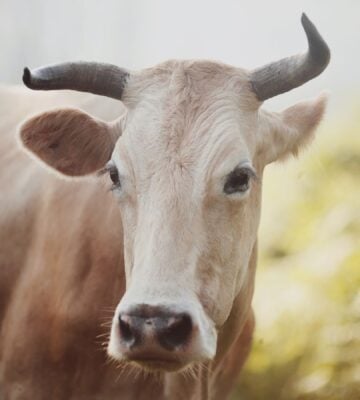 A cow on an animal farm